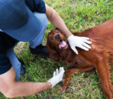 Image: Animal Rescue and Lean Six Sigma